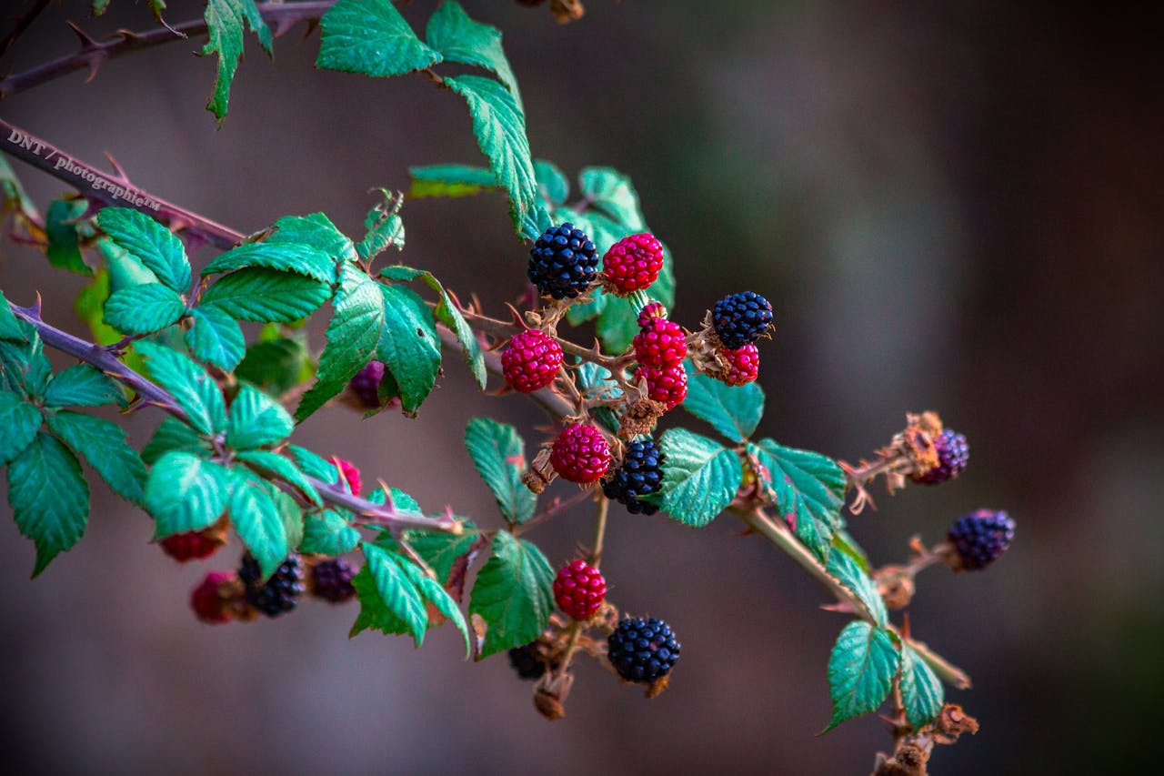 berries on tree