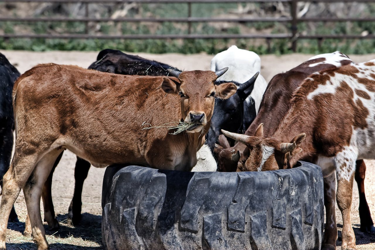 cow farm