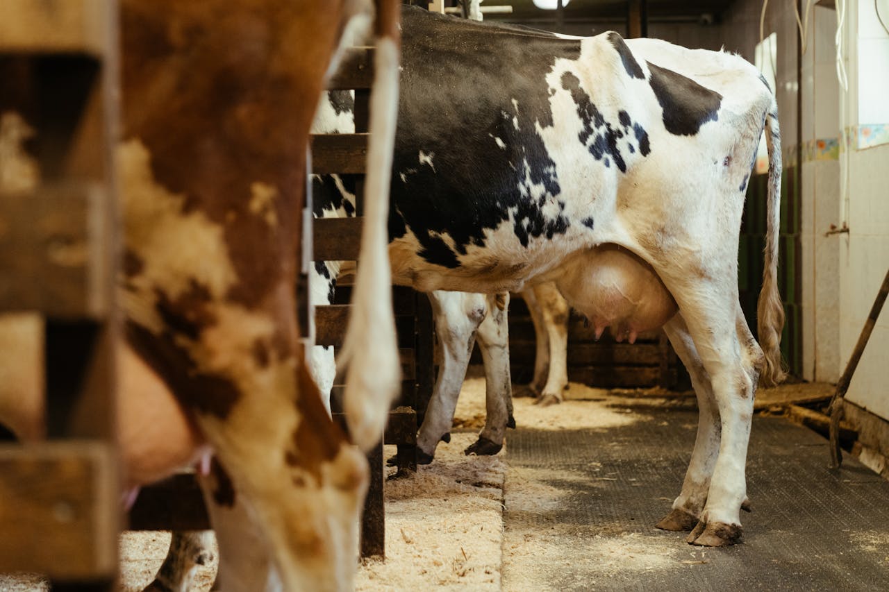 dairy cows