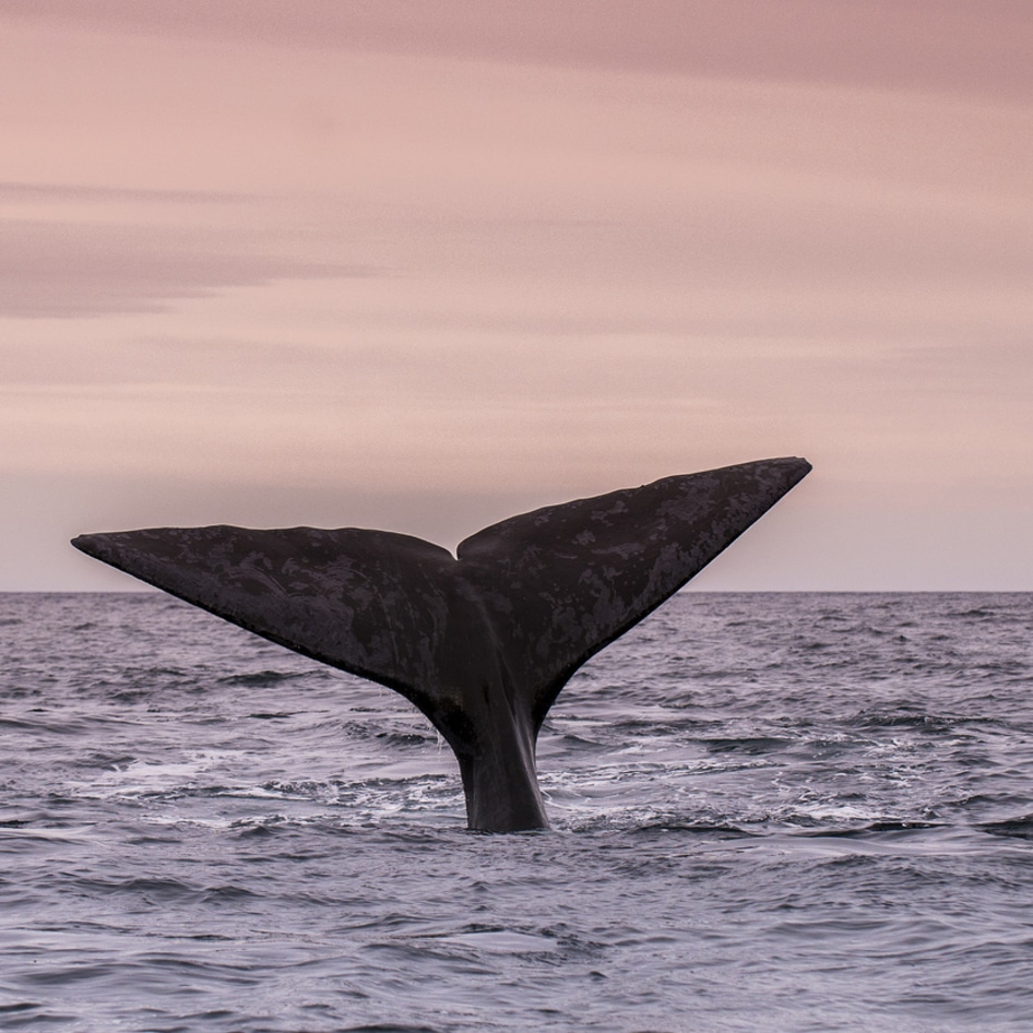 To Save the Whales, We Need to Stop Eating Lobster—Here's Why 