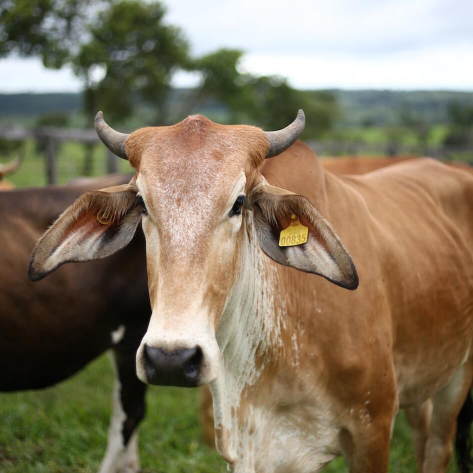 Animal Law With Animal Outlook: What Is Animal Law? 