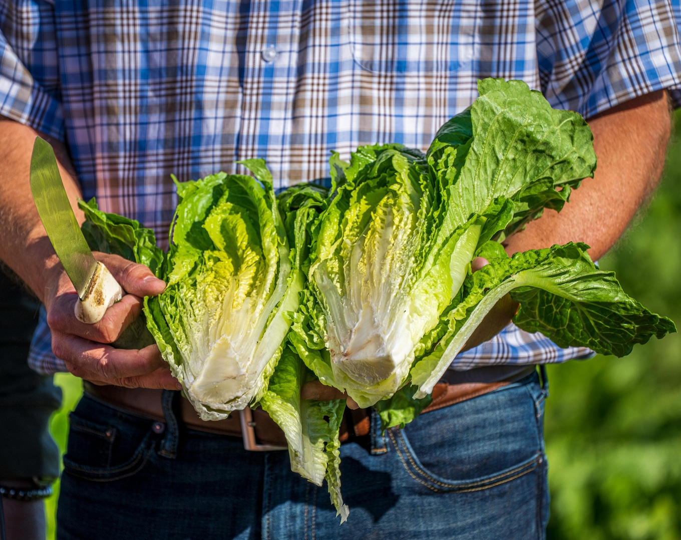 Romaine-Lettuce