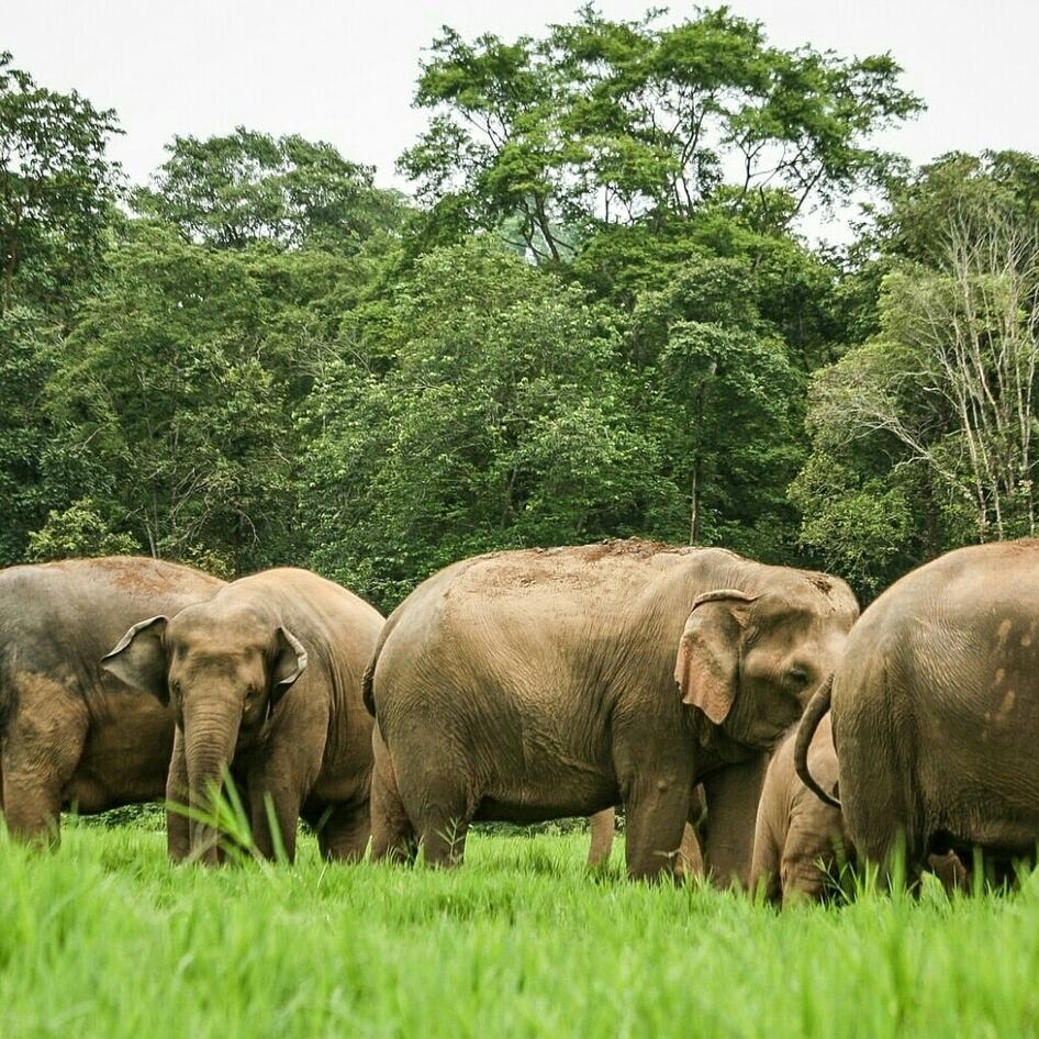 How Volunteering at an Elephant Sanctuary Changed Me Forever 