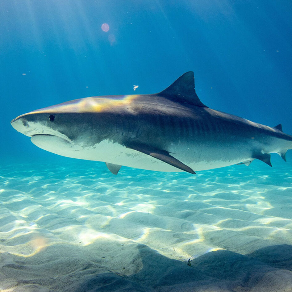 How Many Sharks Are Killed a Year? (The Answer Will Shock You) 