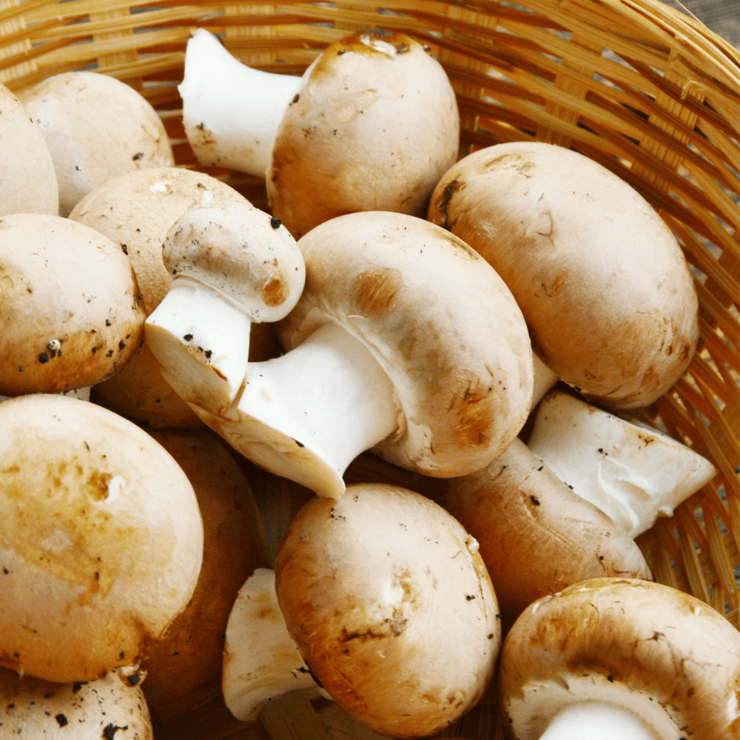 VegNews.CreminiMushroom.Canva