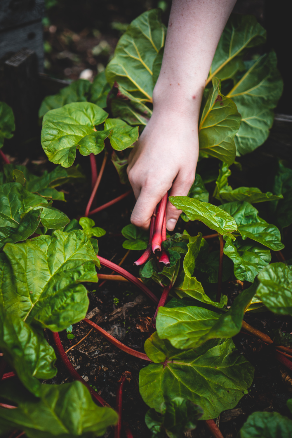 VegNews.leafygreensswisschard.Unsplash