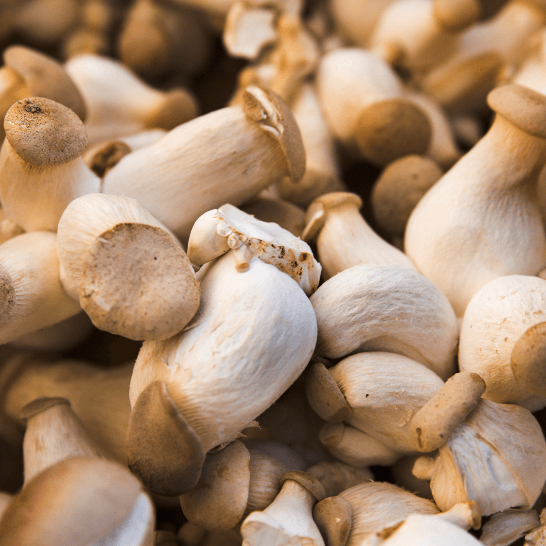 VegNews.RoyalTrumpetMushroom.Canva